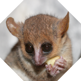 Mouse lemur