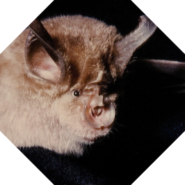Greater horseshoe bat