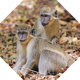 Green monkey