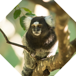 Marmoset