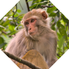 Rhesus