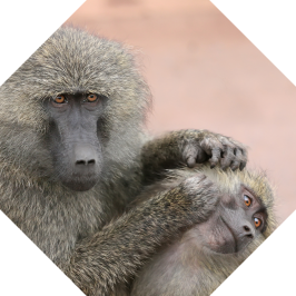 Baboon