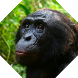 Bonobo