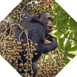 Chimpanzee