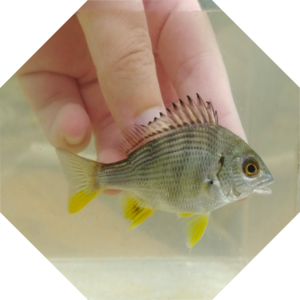 Acanthopagrus_latus