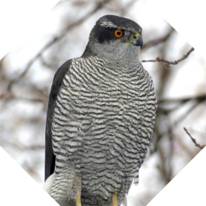 Accipiter_gentilis