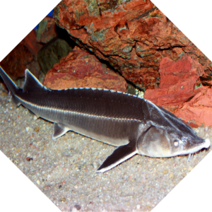 Acipenser_ruthenus