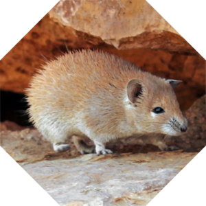 Acomys_russatus
