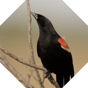 Agelaius_phoeniceus
