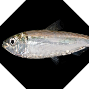 Alosa_sapidissima