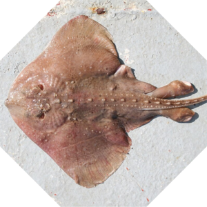 Amblyraja_radiata