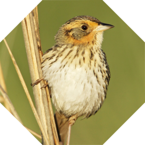 Ammodramus_caudacutus