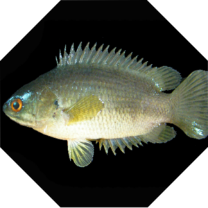 Anabas_testudineus