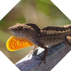 Anolis_sagrei