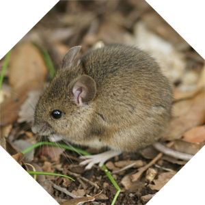Apodemus_sylvaticus