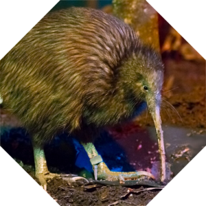 Apteryx_mantelli