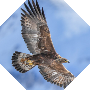 Aquila_chrysaetos
