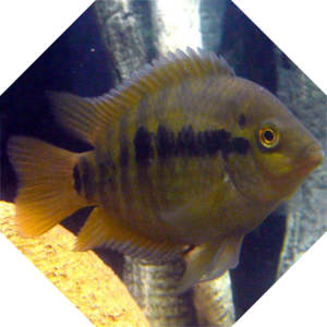 Archocentrus_centrarchus