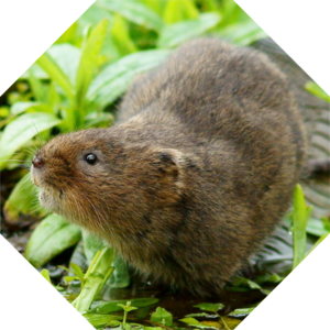 Arvicola_amphibius