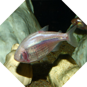 Astyanax_mexicanus