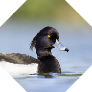 Aythya_fuligula
