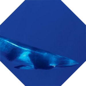 Balaenoptera_acutorostrata