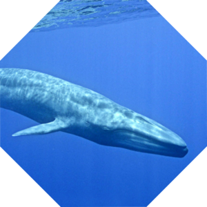 Balaenoptera_musculus