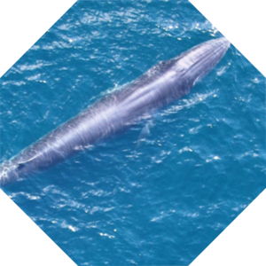 Balaenoptera_ricei