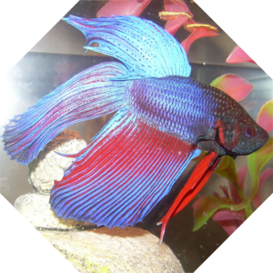 Betta_splendens