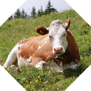 Bos_taurus