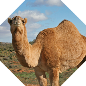 Camelus_dromedarius