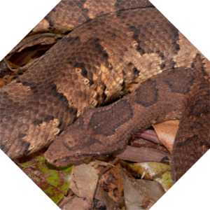 Candoia_aspera