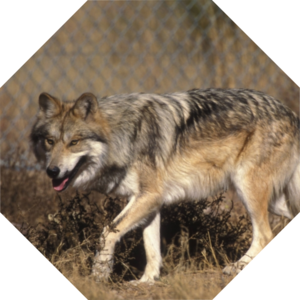 Canis_lupus_baileyi