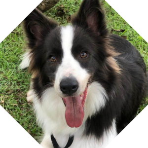 Canis_lupus_familiaris