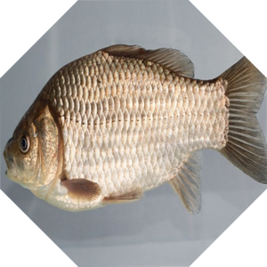 Carassius_carassius