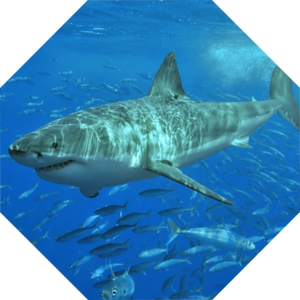 Carcharodon_carcharias