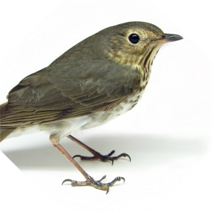 Catharus_ustulatus