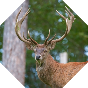 Cervus_elaphus