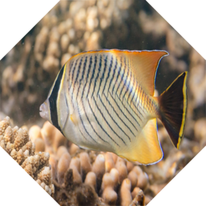 Chaetodon_trifascialis