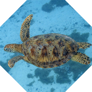 Chelonia_mydas