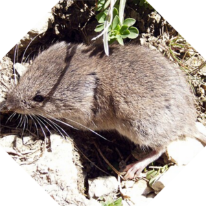 Chionomys_nivalis