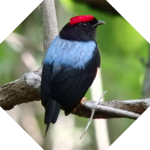 Chiroxiphia_lanceolata