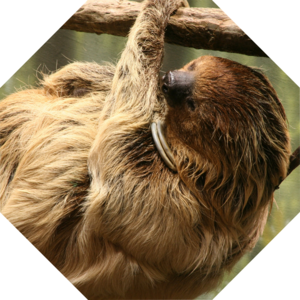 Choloepus_didactylus