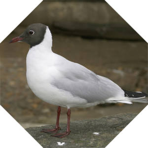 Chroicocephalus_ridibundus