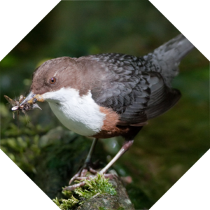 Cinclus_cinclus