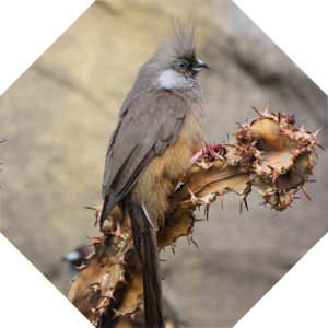 Colius_striatus