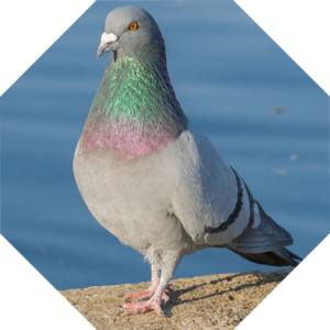 Columba_livia