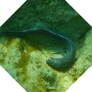 Conger_conger