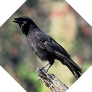 Corvus_hawaiiensis