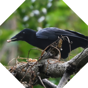 Corvus_moneduloides